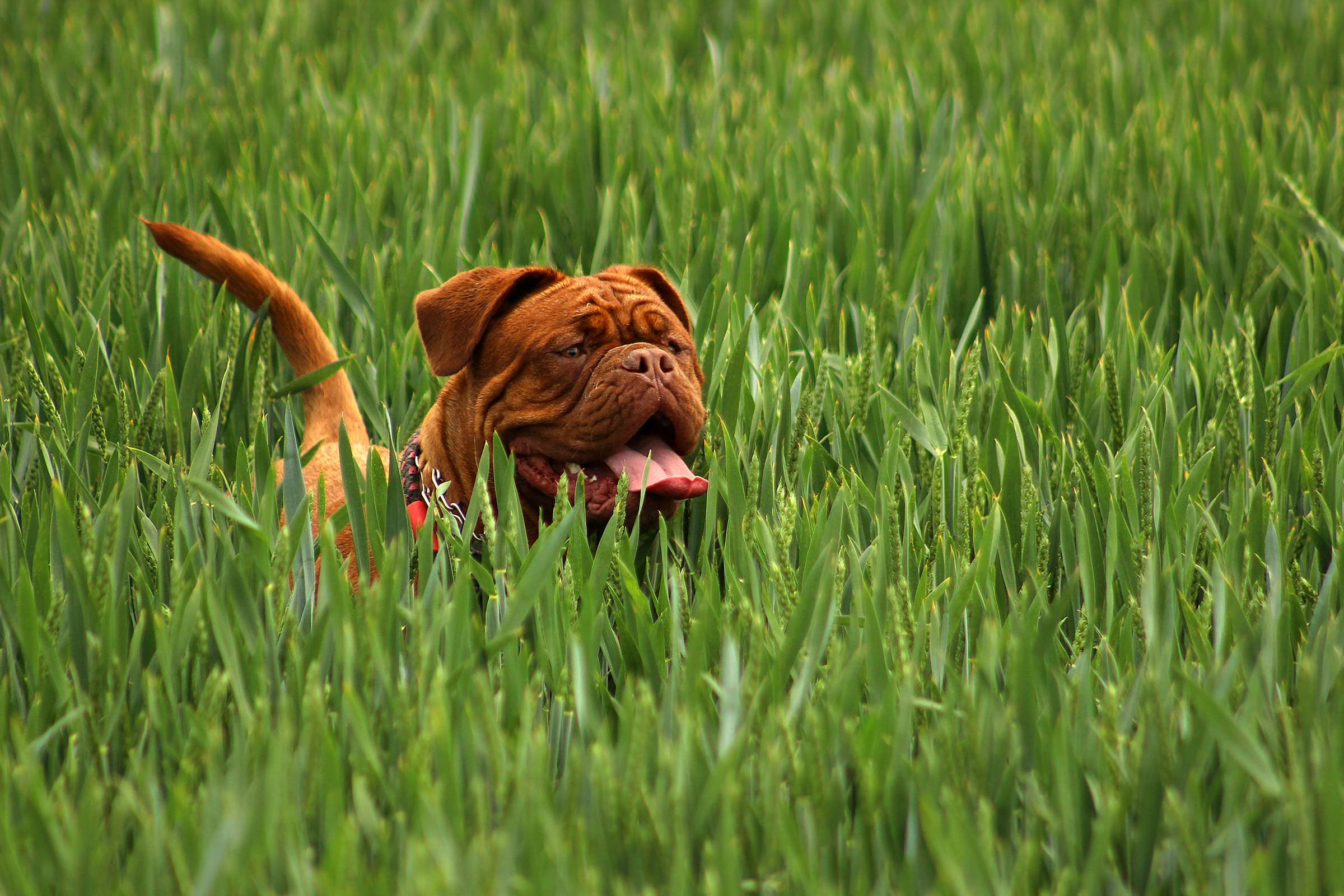 Happy dog in grass for Raw Paaw lifestyle direction